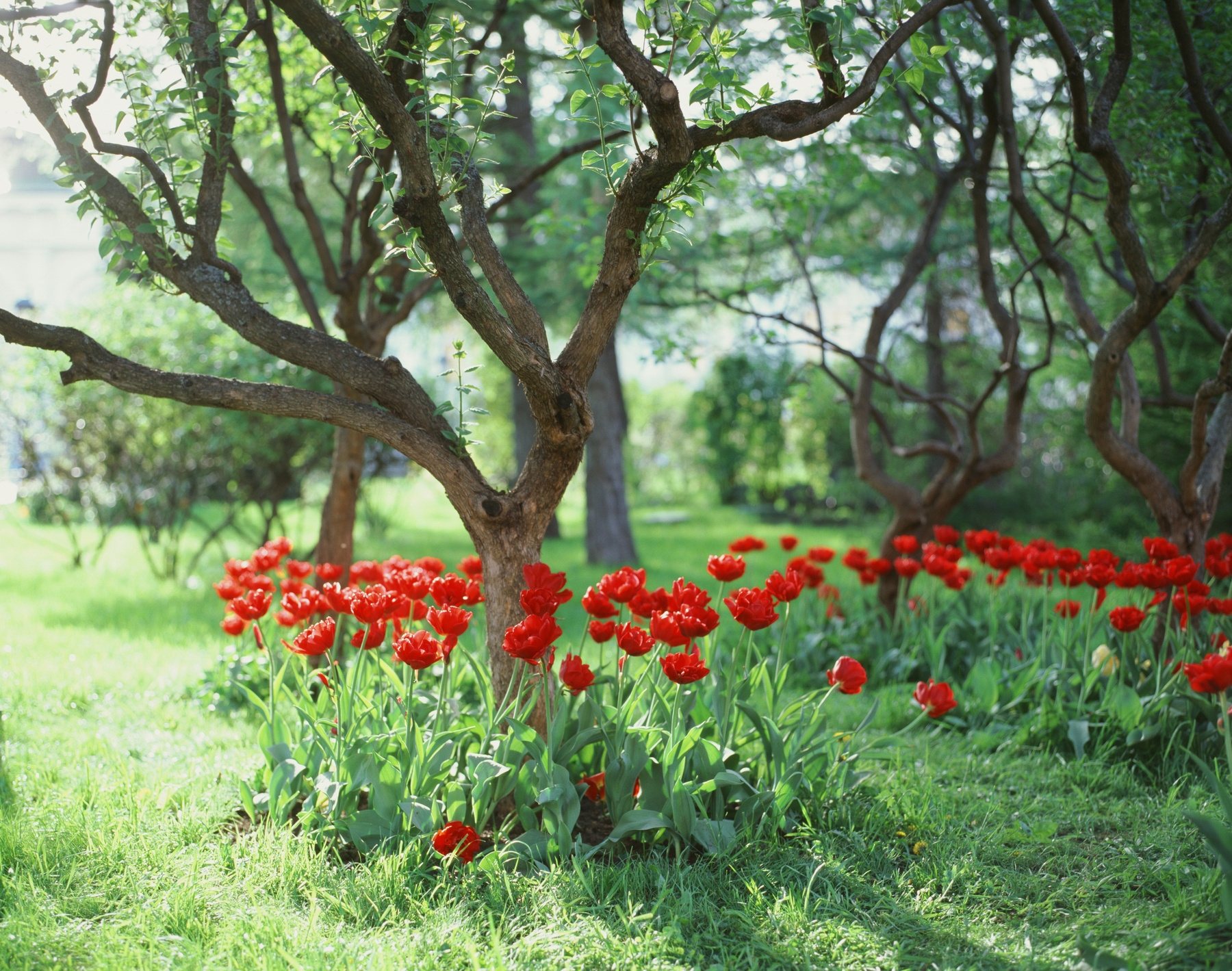 Красные тюльпаны Pentax 67ii Kodak e100 пленка 120 средний формат 6х7 67 слайд