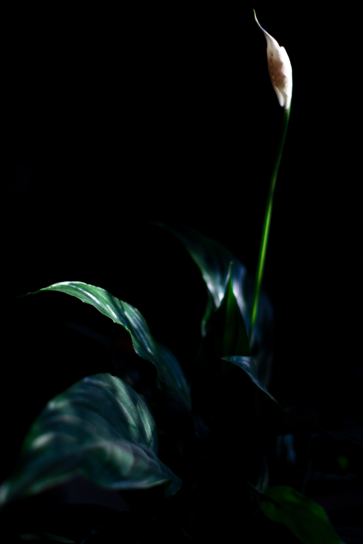 Цветок цветок зелень растение листья мрак тьма солнечный свет белый