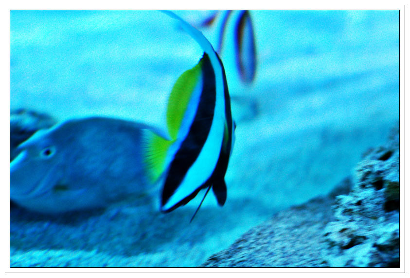 okeanarium 