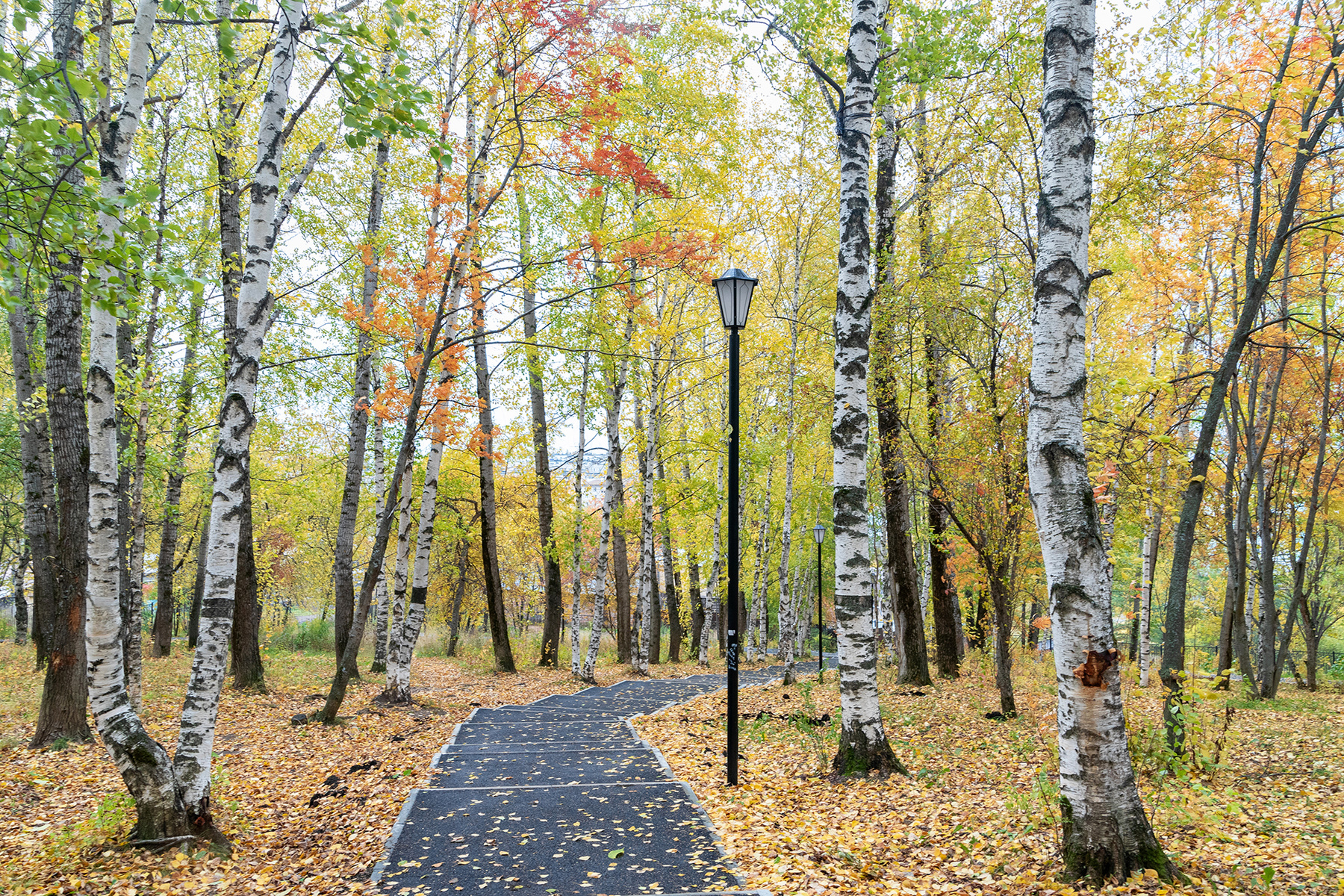 Осень в парке парк осень деревья пейзаж природа Пермский_край Лысьва