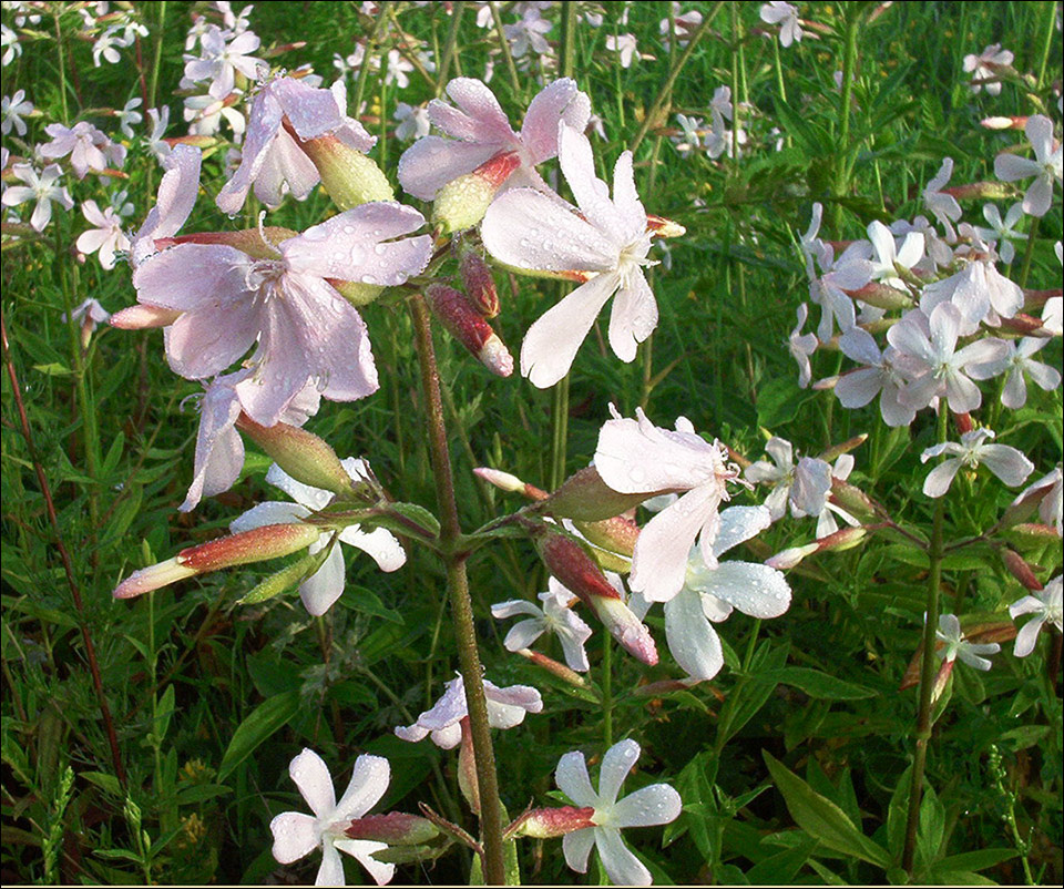 Цветок мыльнянка (Saponaria officinalis. Мыльнянка мыльный корень. Мыльнянка обыкновенная. Сапонария мыльный корень.