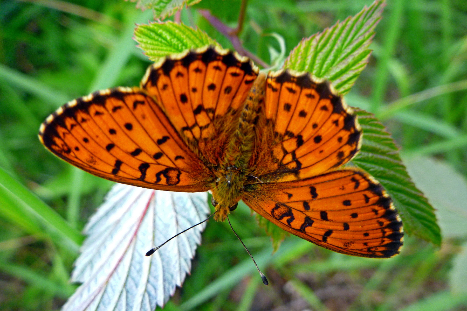 Бабочка бабочка макро