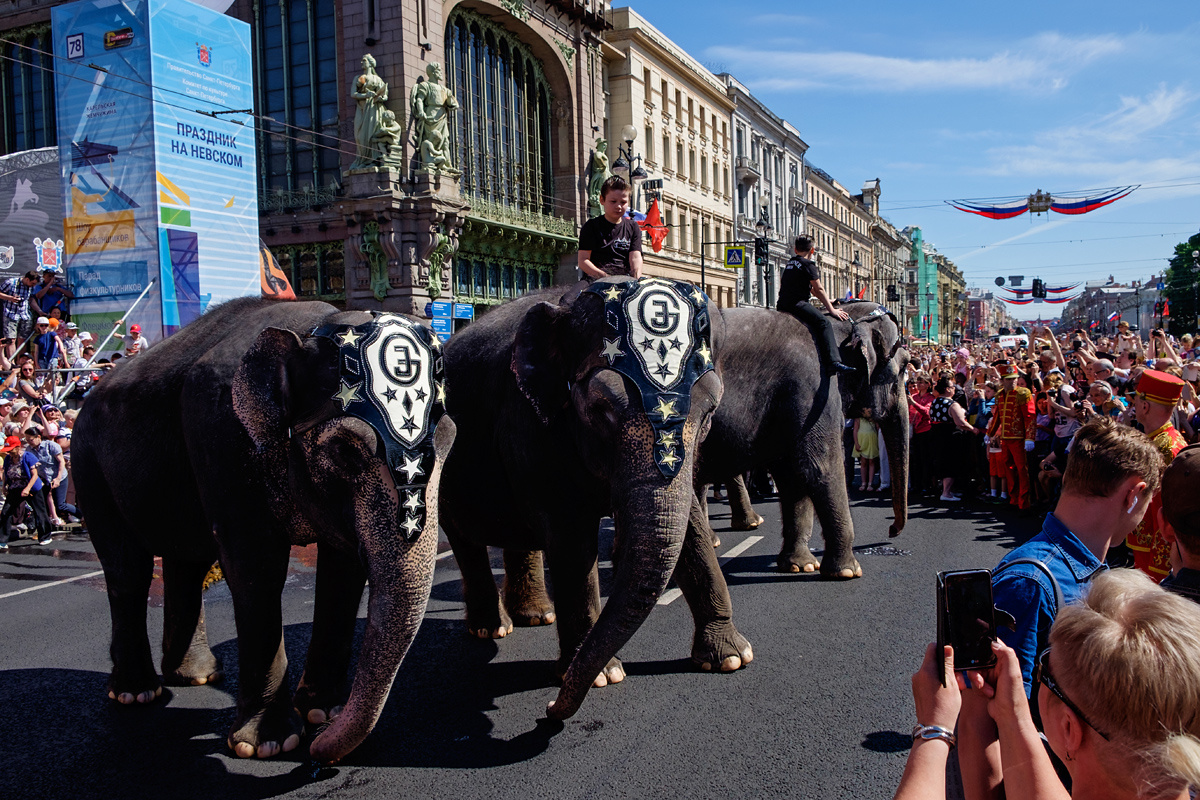 По Невскому слонов водили слоны Невский проспект Санкт-Петербург