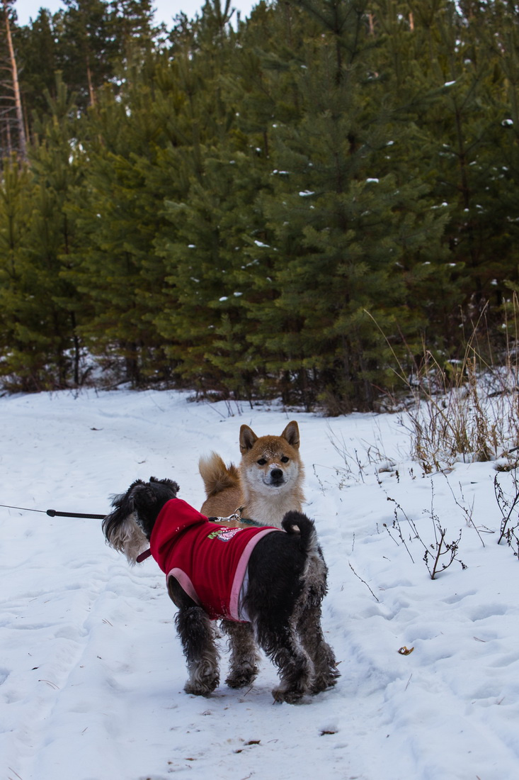 Всегда есть такой подруг, который "украсит" фотографию собаки зима отдых сиба-ину цверги