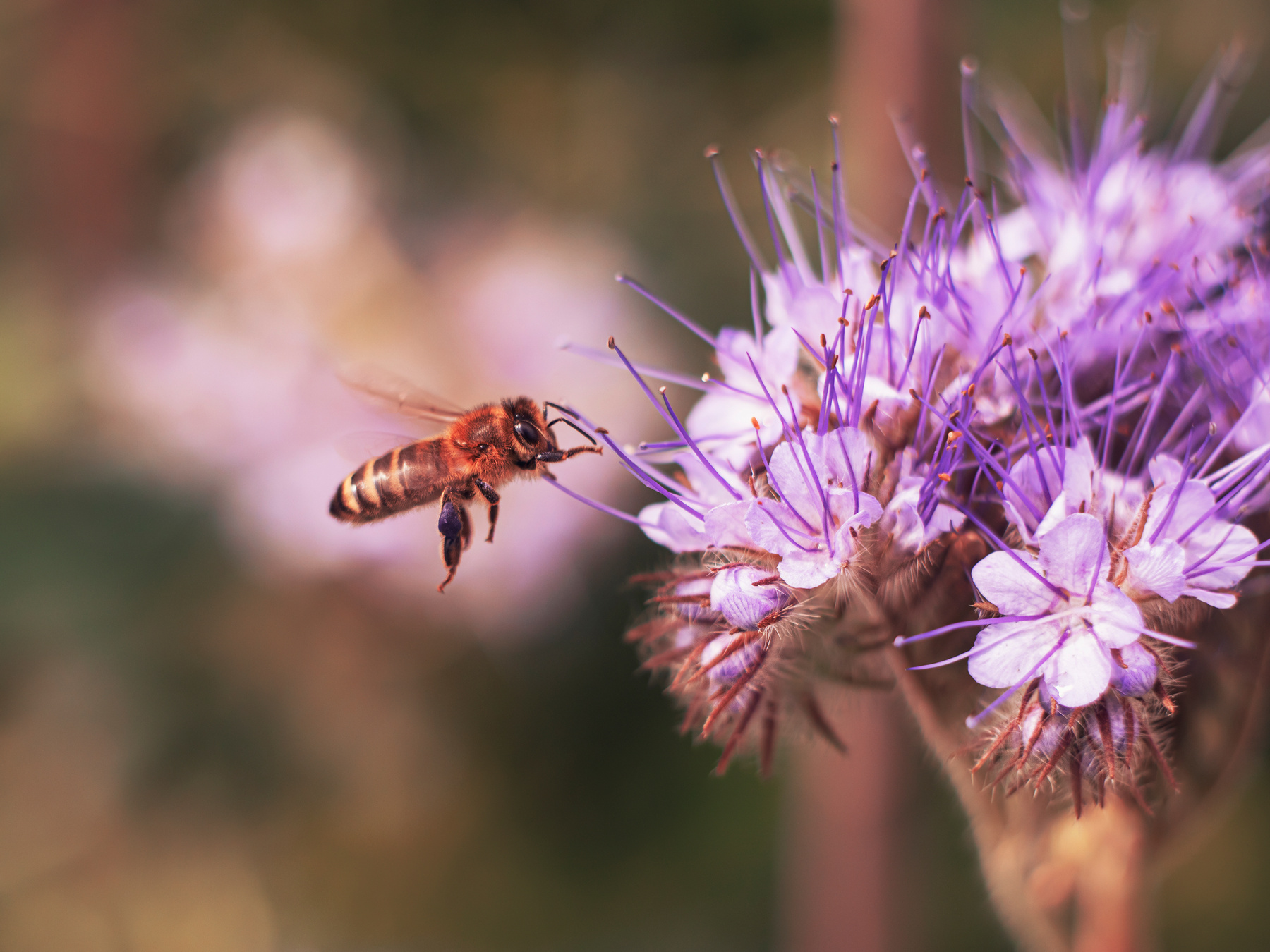 Трудяжка макро пчела цветок лето природа