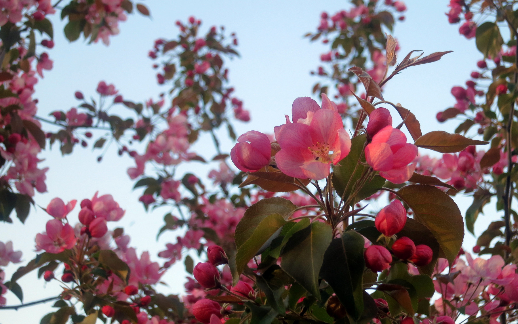 Весенний "букетик" яблоня соцветие цветок бутон лепесток цвет весна