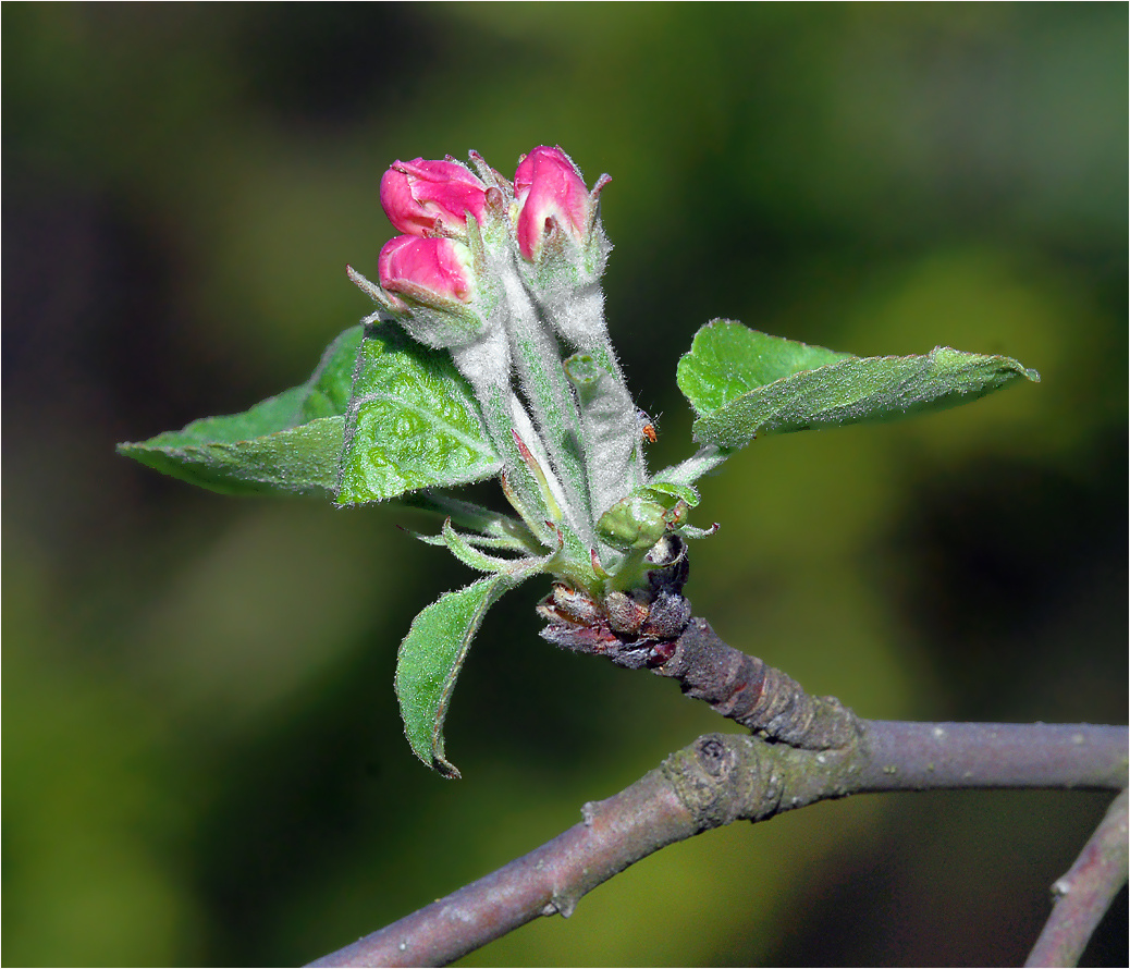 Весна Malus domestica Rosaceae растение Яблоня домашняя садовая цветение бутоны весна
