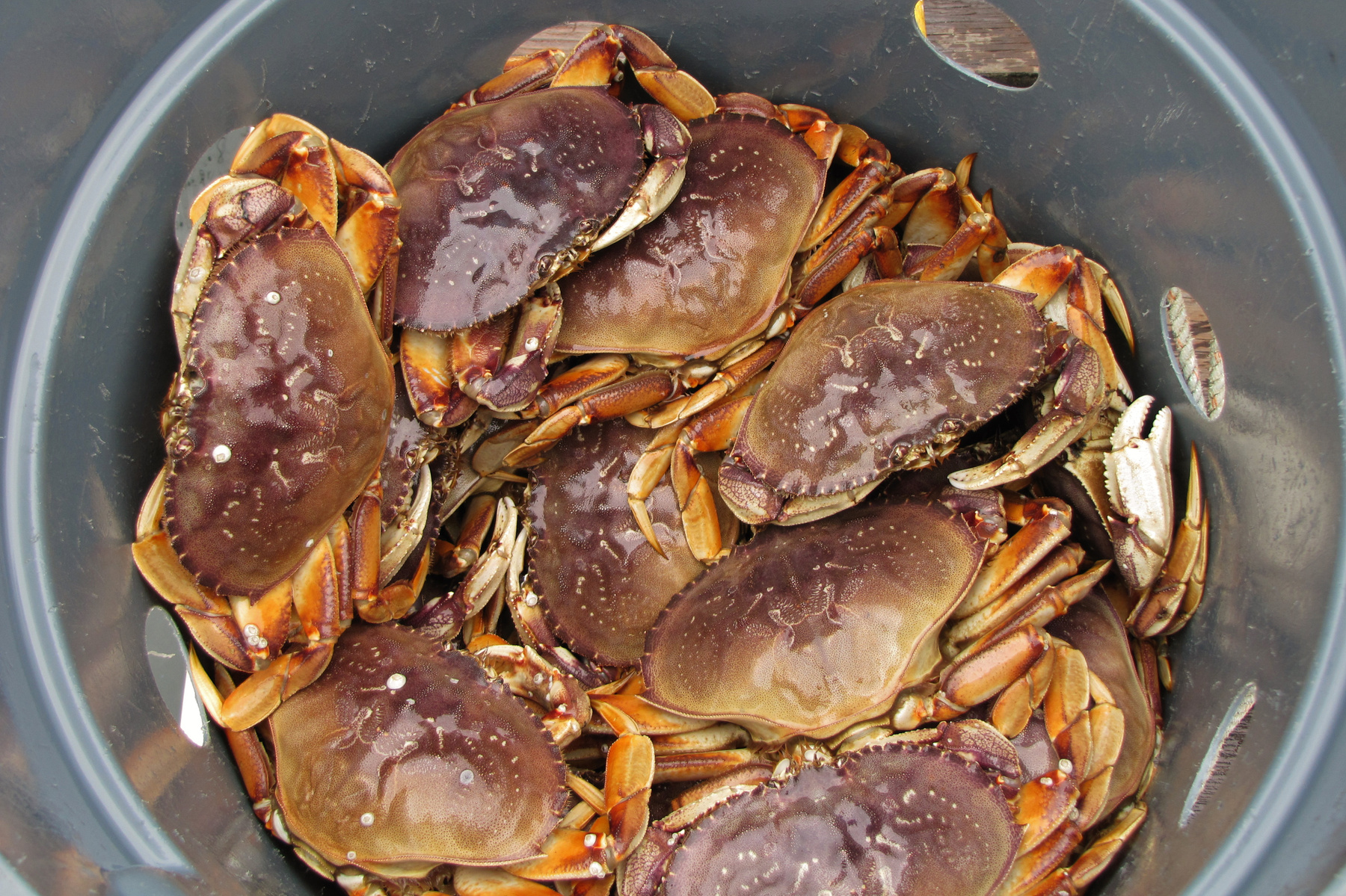 Улов улов краб крабы crab catch sea food