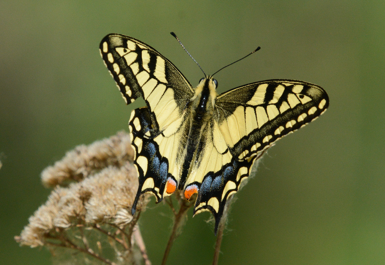 Покажи бабочку махаон. Бабочка Махаон (Papilio Machaon). Бабочка Папилио Махаон. Бабочка Махаон ussuriensis. Papilio Machaon Махаон обыкновенный.