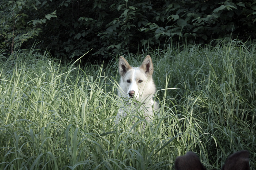 Летний портрет Лео собака пёс прогулка