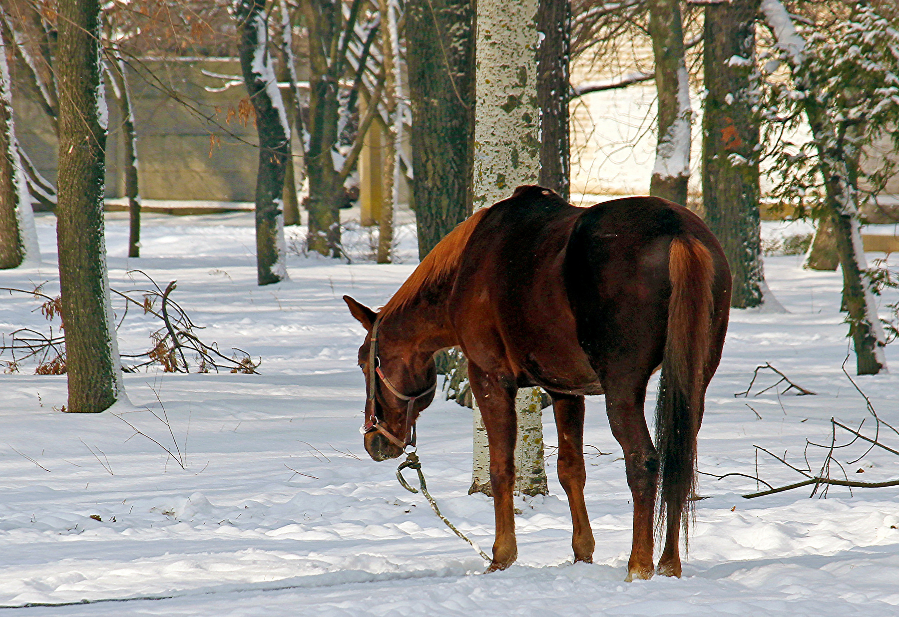 Раздумье... Зима парк внезапный снег лошадь сюжет