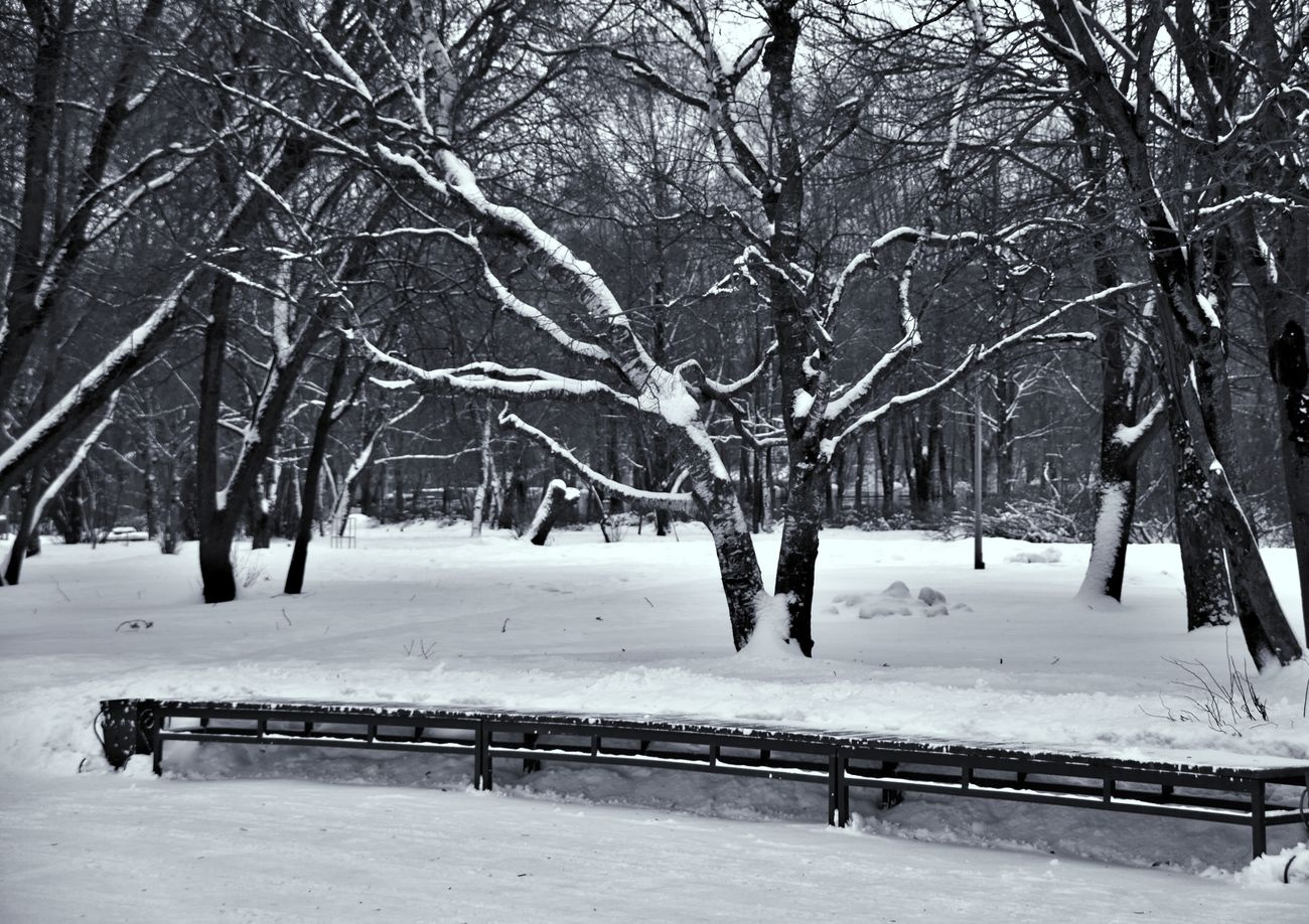 В зимнем парке 