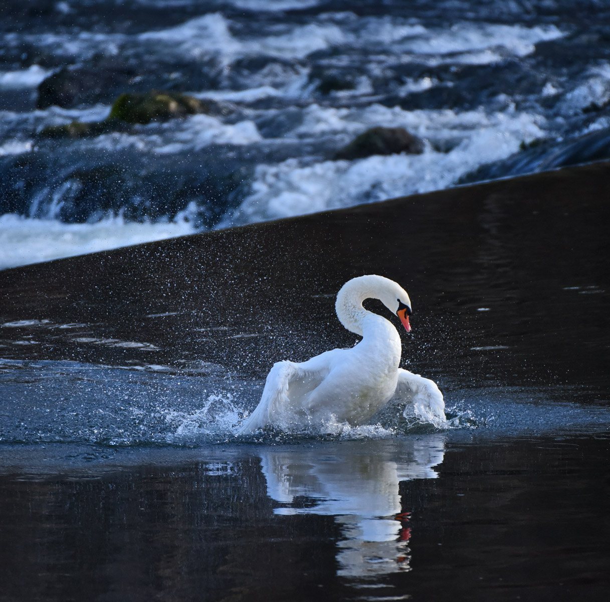 Жизнь на воде, или элементы утреннего моциона лебедь утренняя зарядка вода перекат