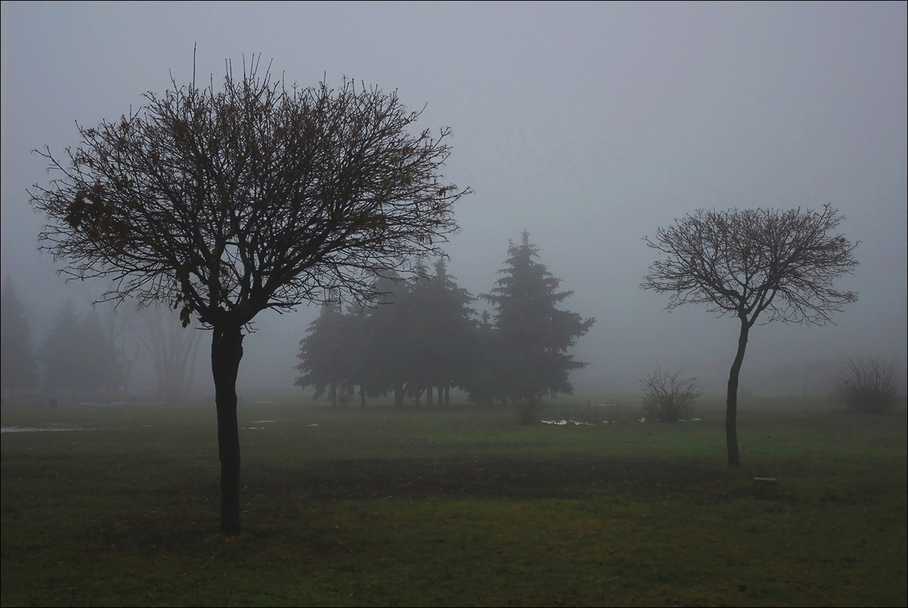 Парковый туман парк туман