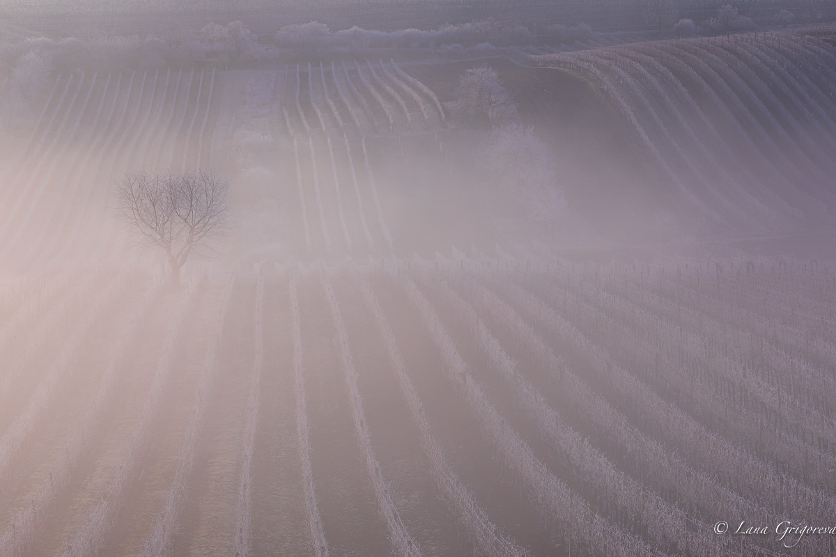 Зимняя сказка Моравия зима пейзаж иней виноградники дерево