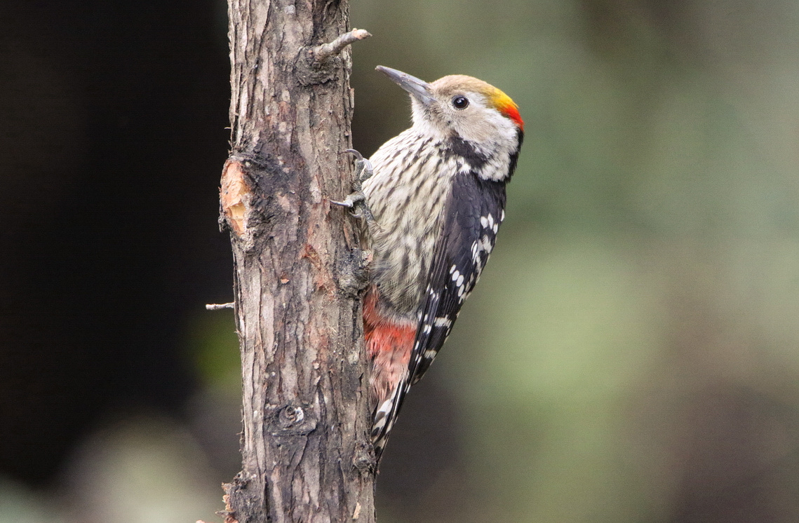 Brown-fronted Woodpecker 