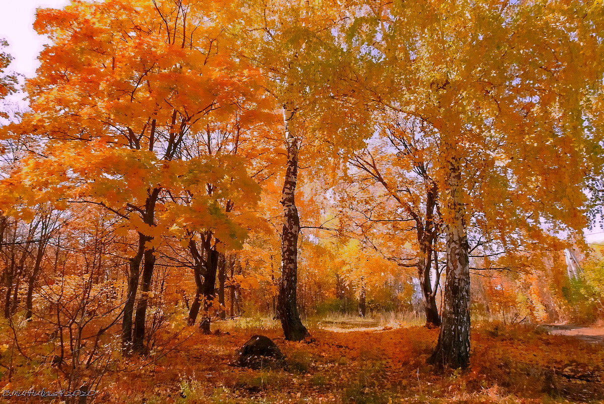 осенняя картинка пейзаж природа осень лес