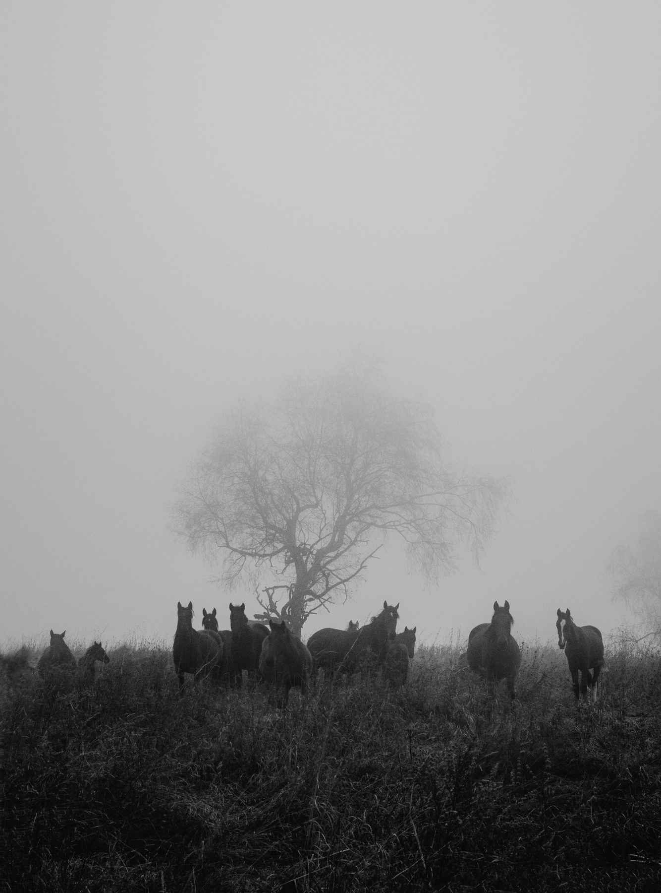 Табун Природа горы лошади кони туман