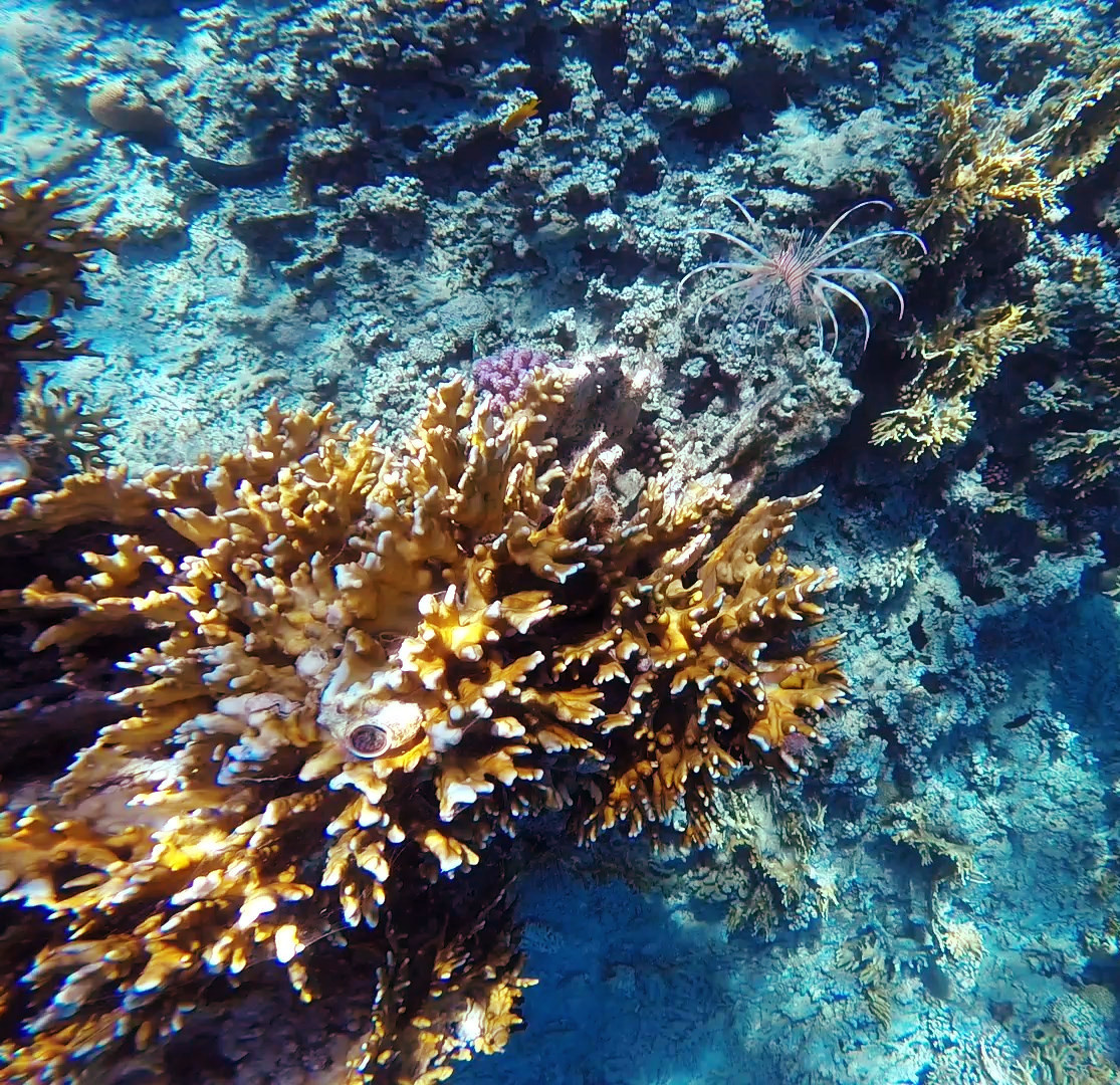 Риф Риф море кораллы акаба рыбы