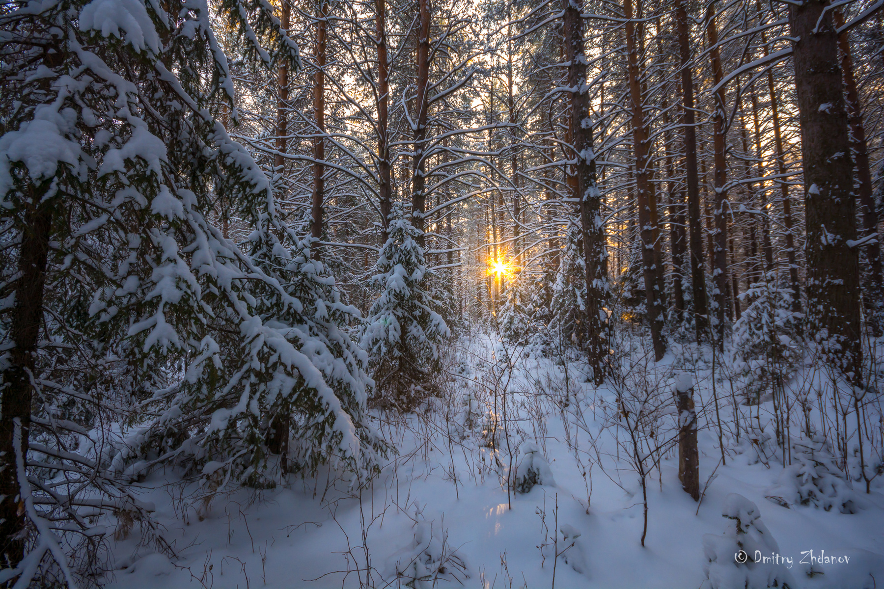 заснеженный лес лес зима снег солнце