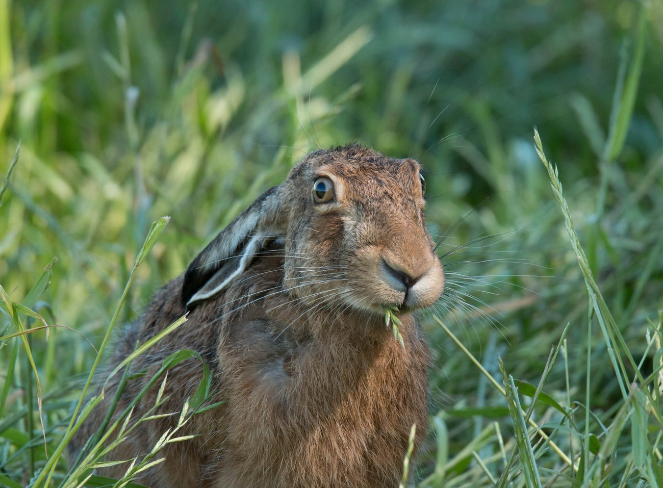 Завтрак в поле заяц дикие животные млекопитающие фотоохота