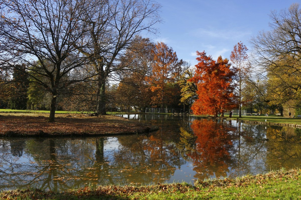 Краски ноября Лес листья осень озеро