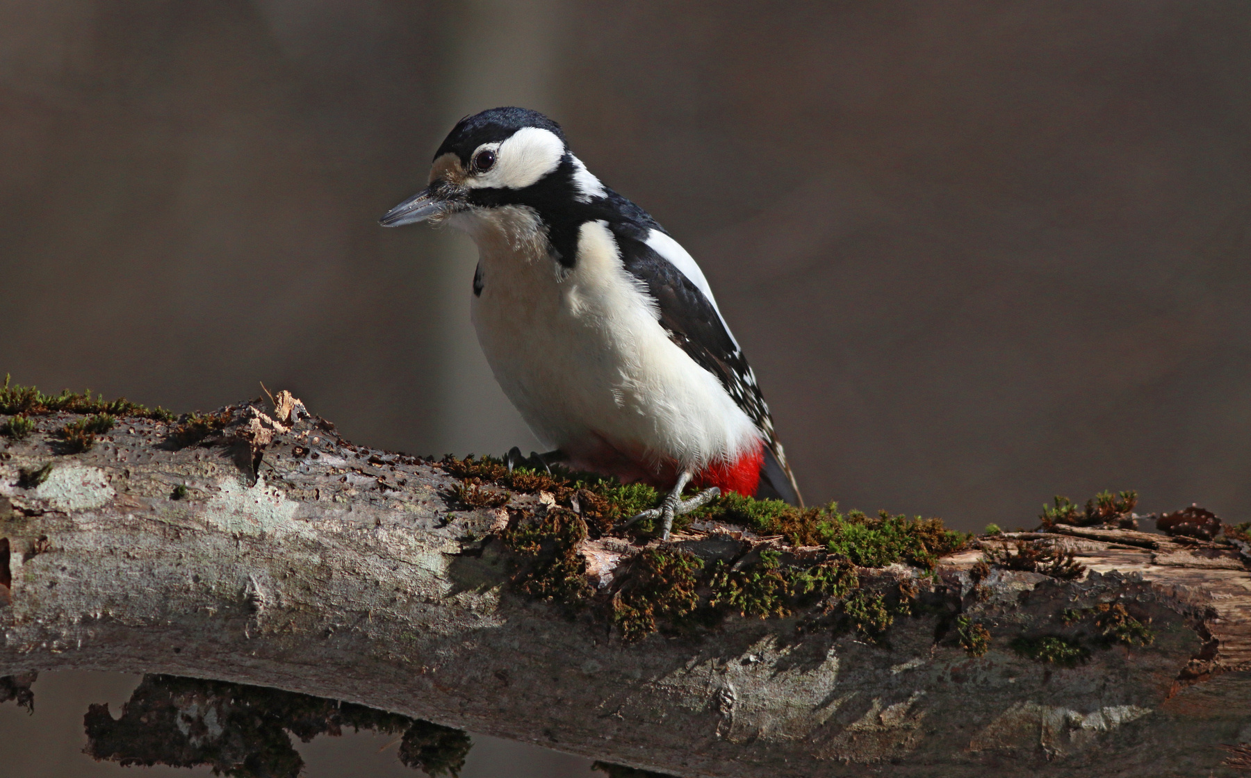 Большой пёстрый Большой пёстрый дятел Dendrocopos major Great spotted woodpecker