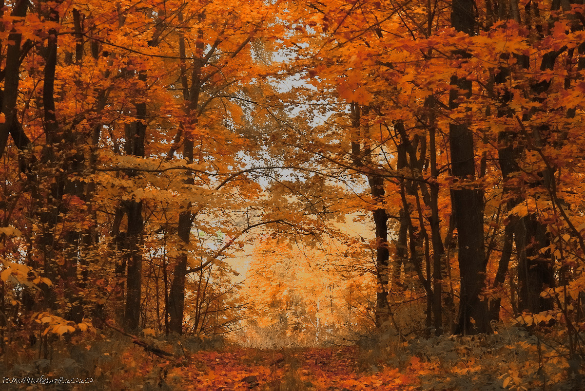 Осенний лес пейзаж природа осень лес