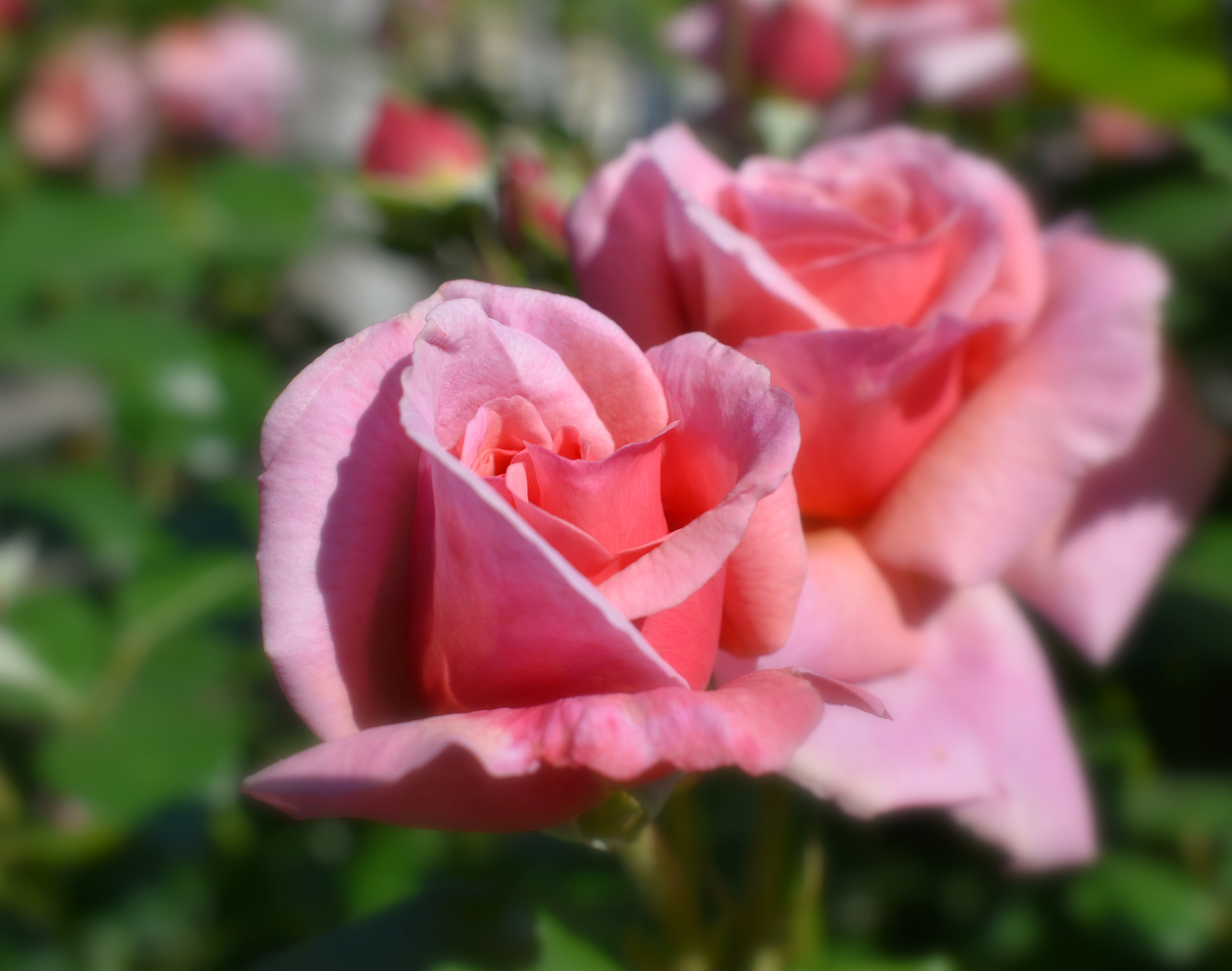 Яркие красавицы лето июнь роза