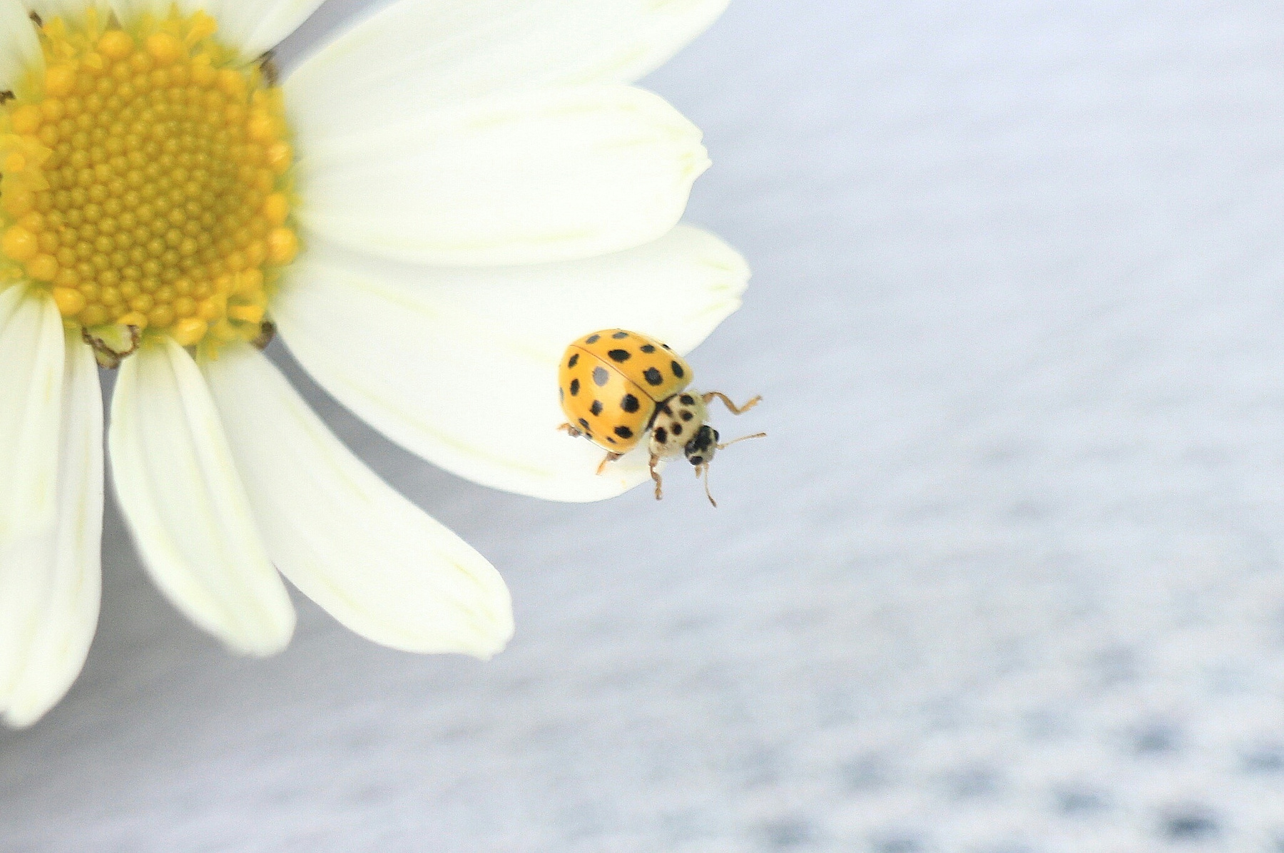 #Ladybug 