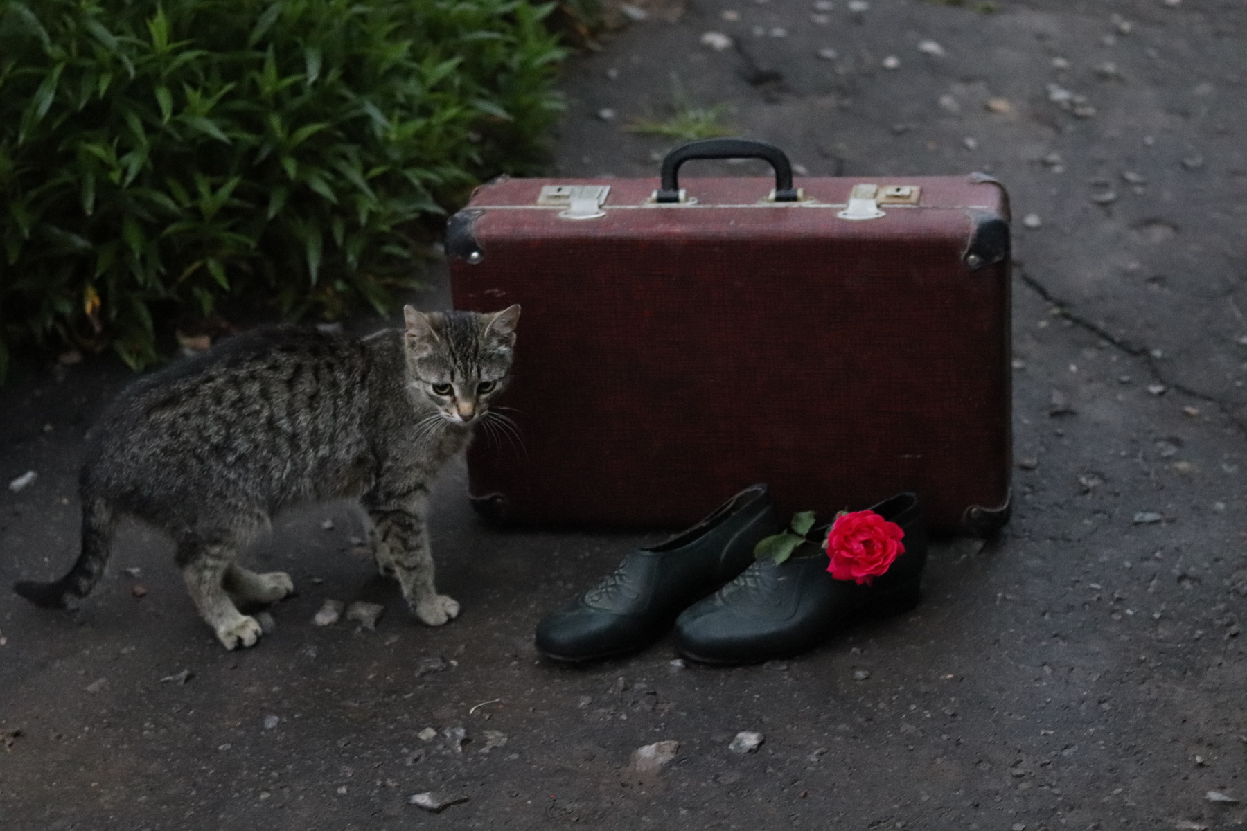 Привет из прошлого кошка чемодан прошлое СССР роза