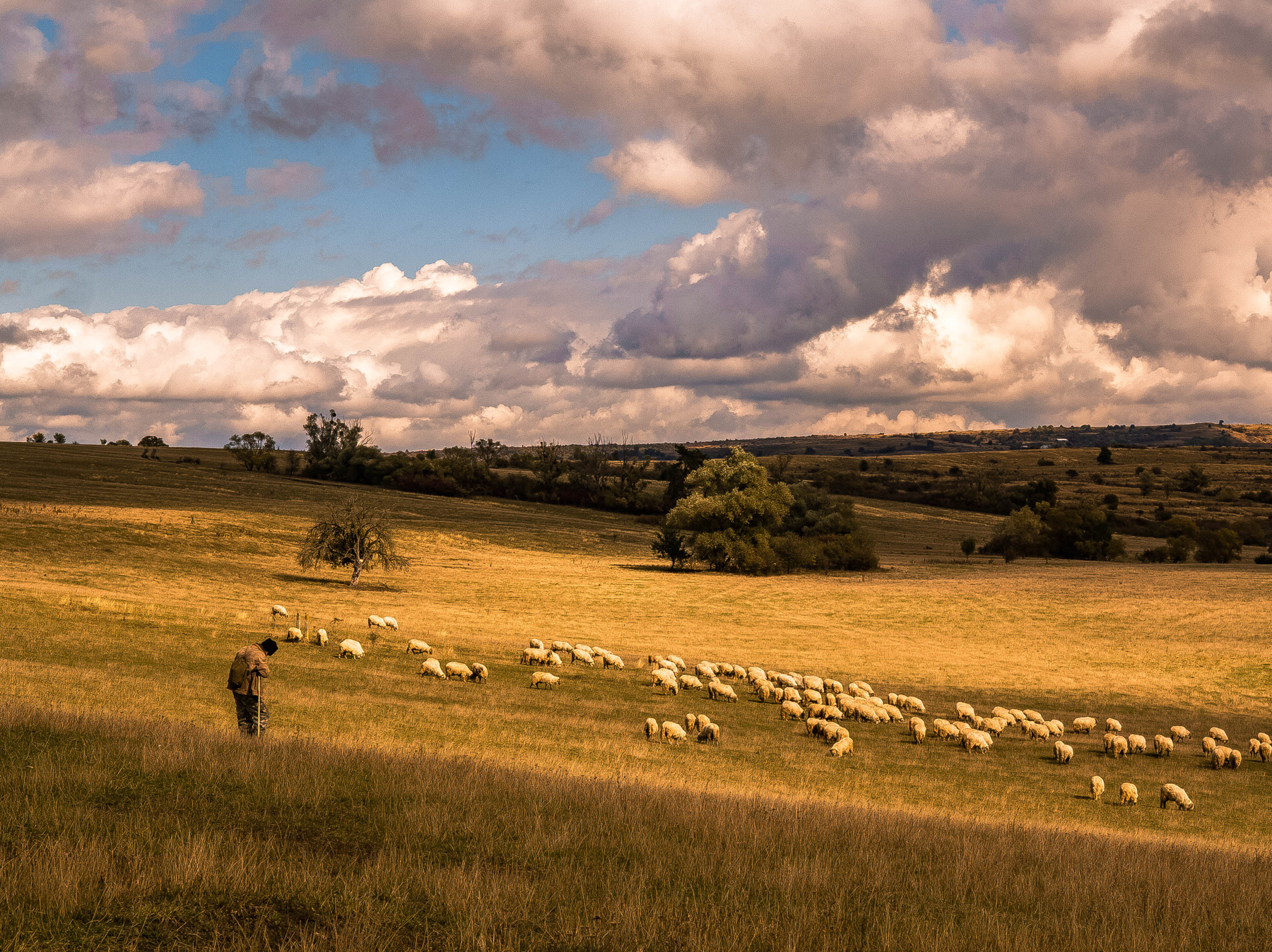 Пастушок Поле отара овец осень Трансильвания
