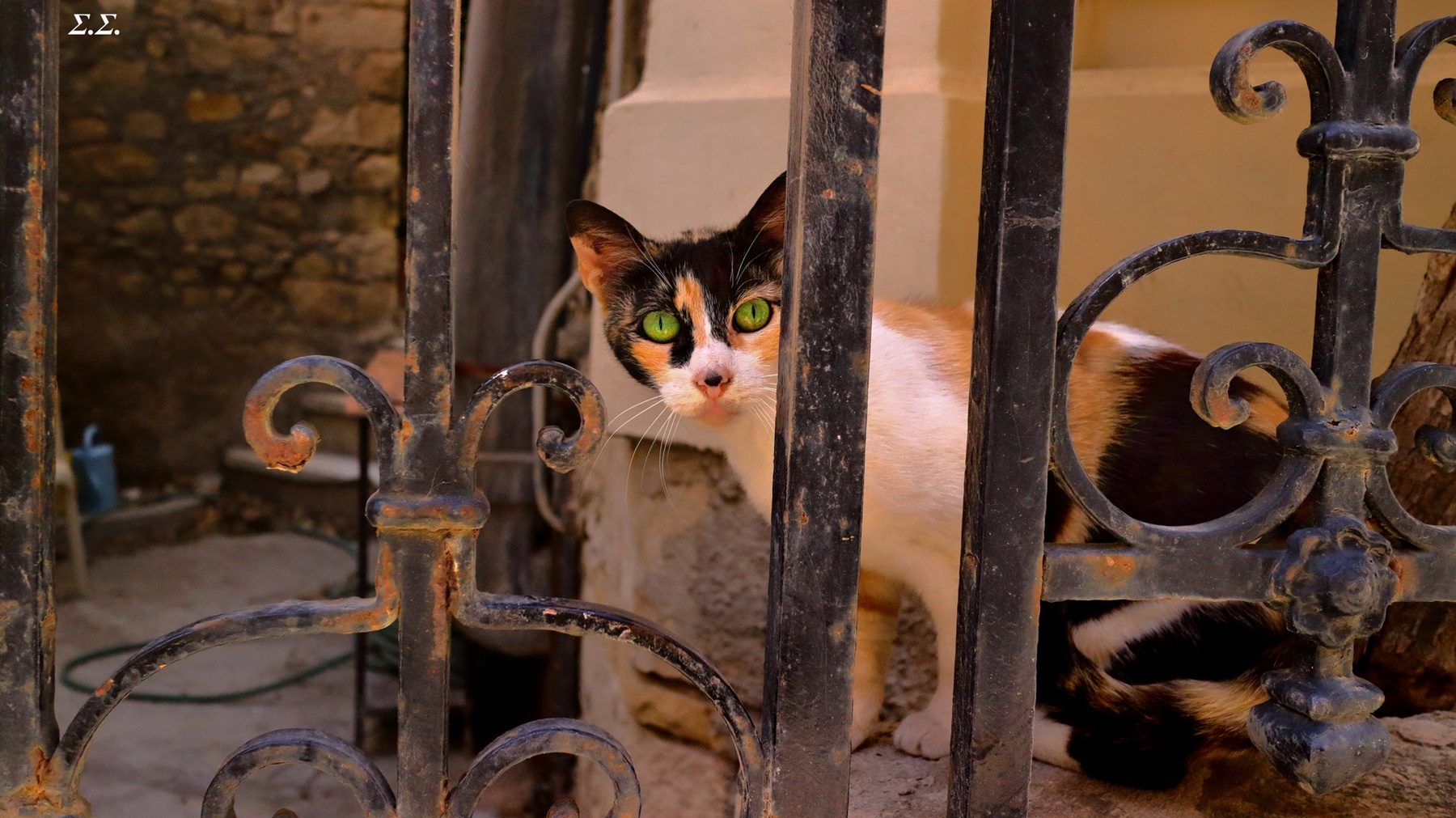 CAT BEHIND THE BARS 