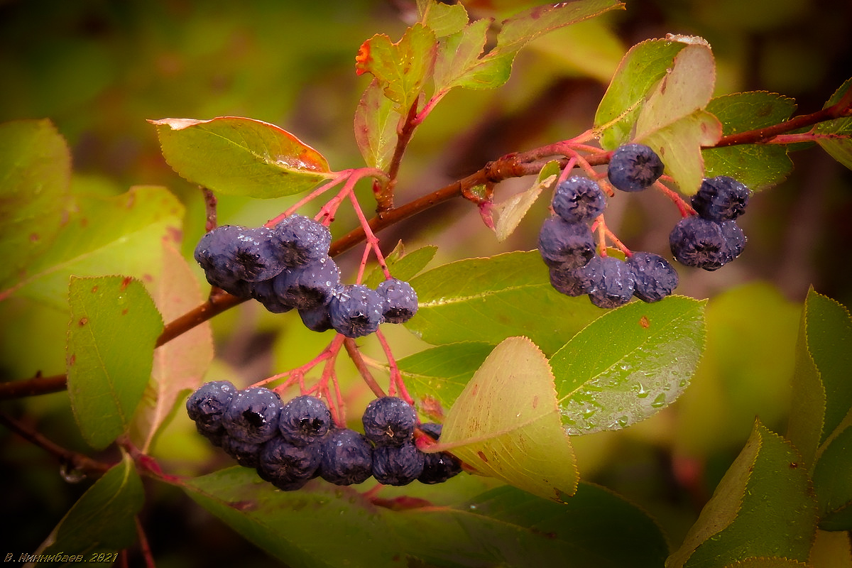 Не дождались сбора природа осень растительный мир арония плоды