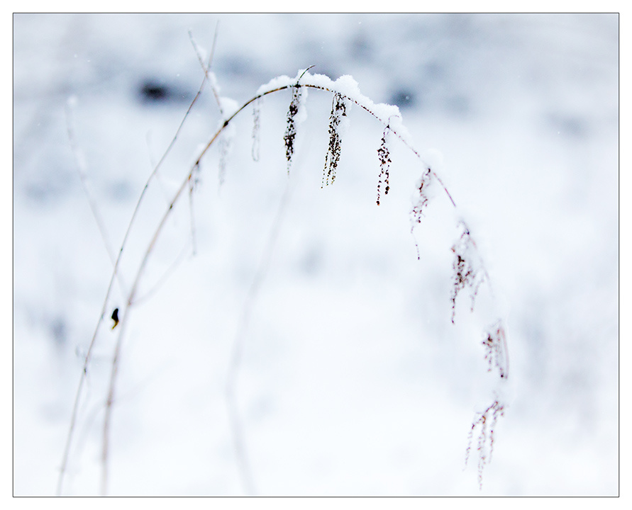 Зимние открытки Терлецкий парк зима снег