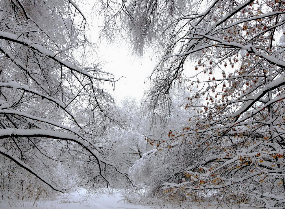 *** сразу после снегопада ... лес снегопад зима пейзаж