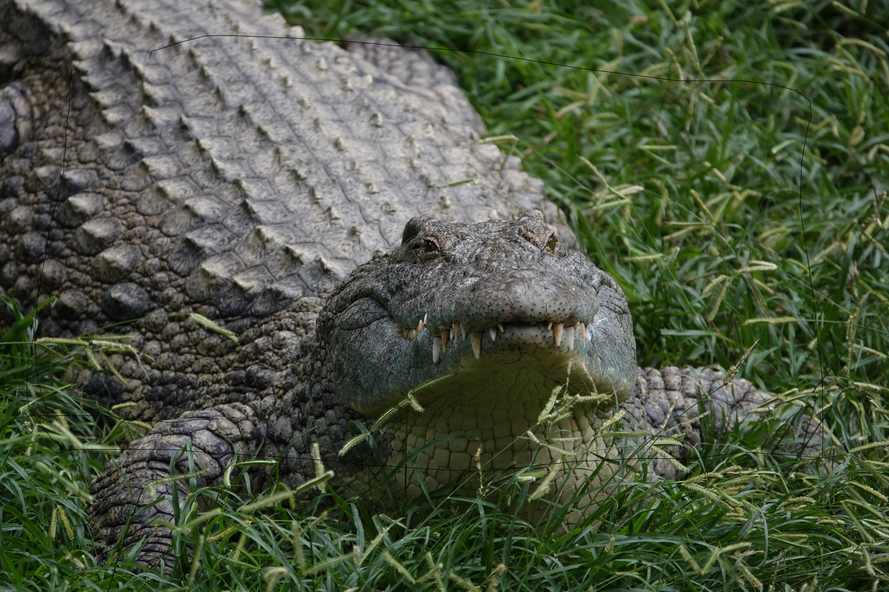Крокодил 