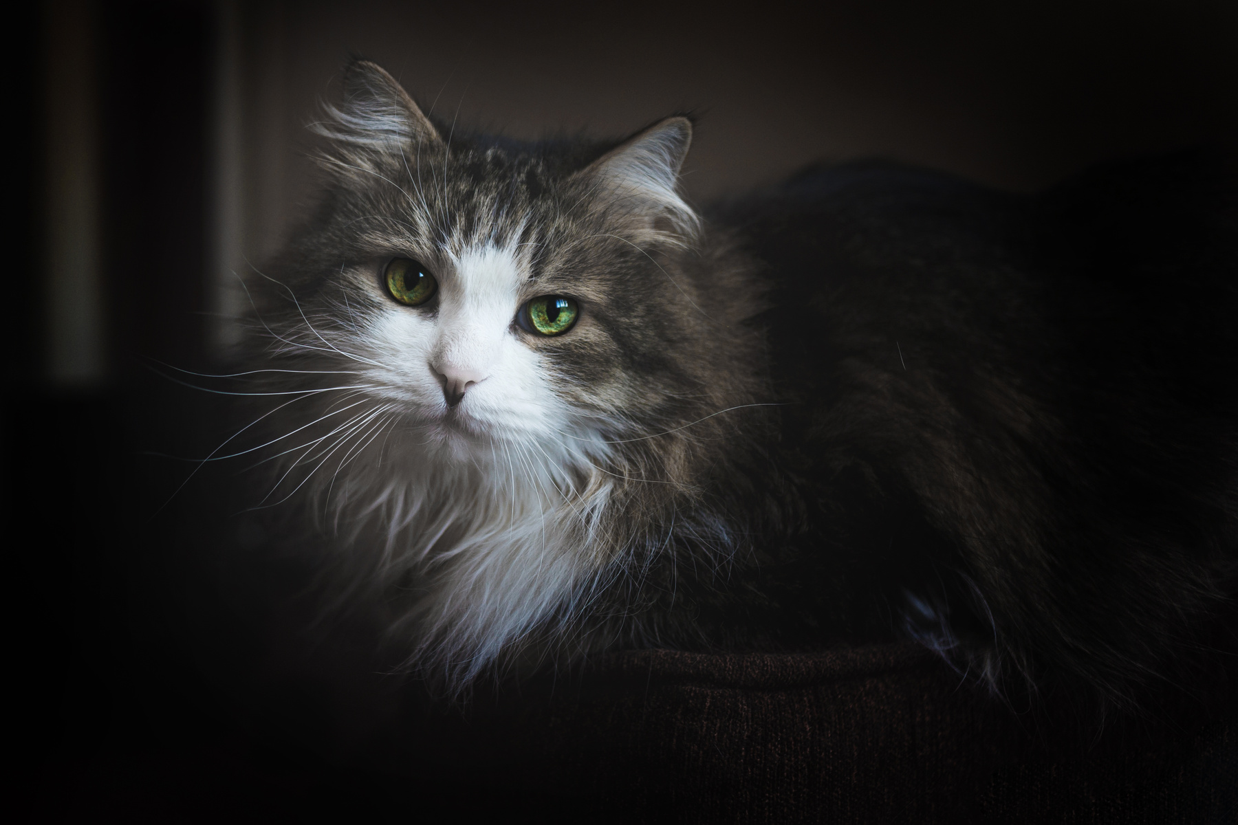 Котище!) кот задумчивый портрет зеленые глаза кот-философ свет сияние
