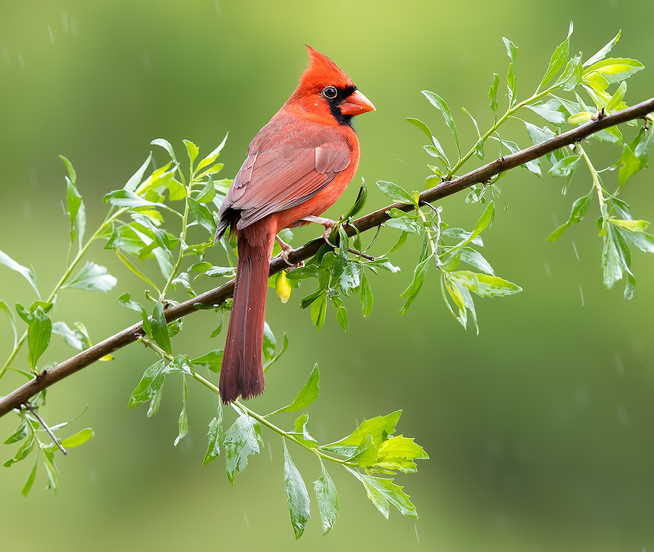 Northern Cardinal male - Красный кардинал самец 