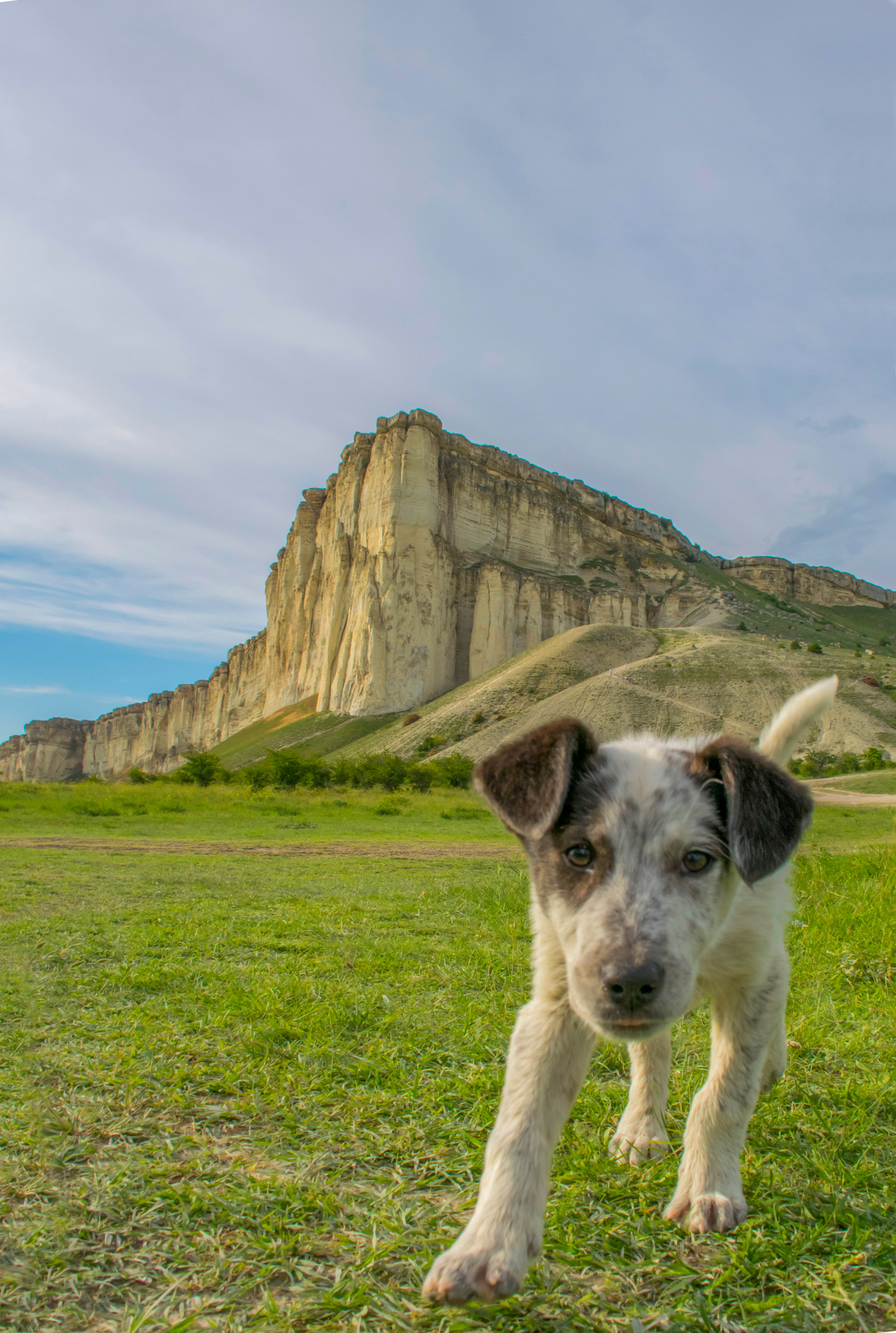 Любопытный пёс Ак-Кая собакен Крым путешествия Белая скала любопытство