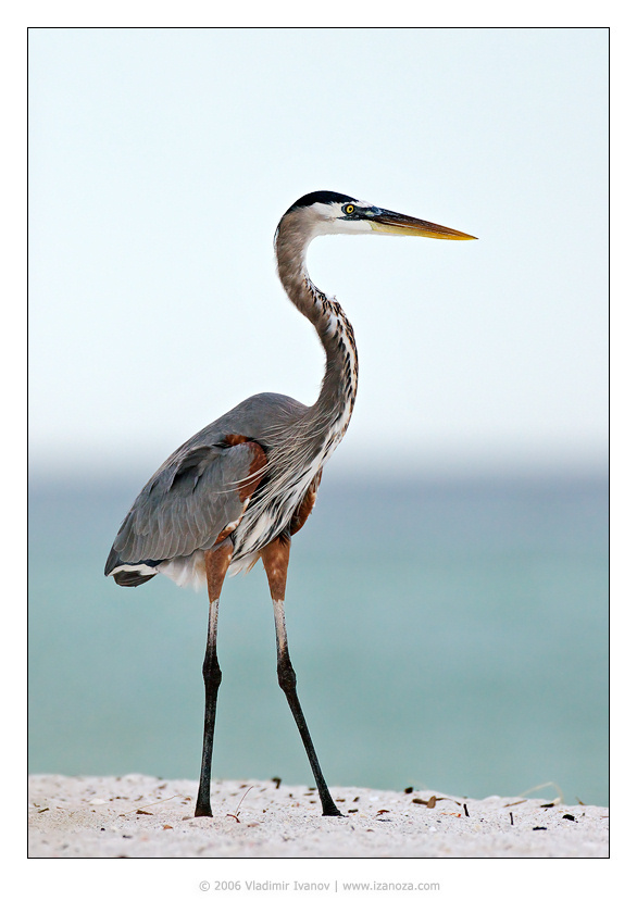 Бриз большая голубая цапля great blue heron Florida