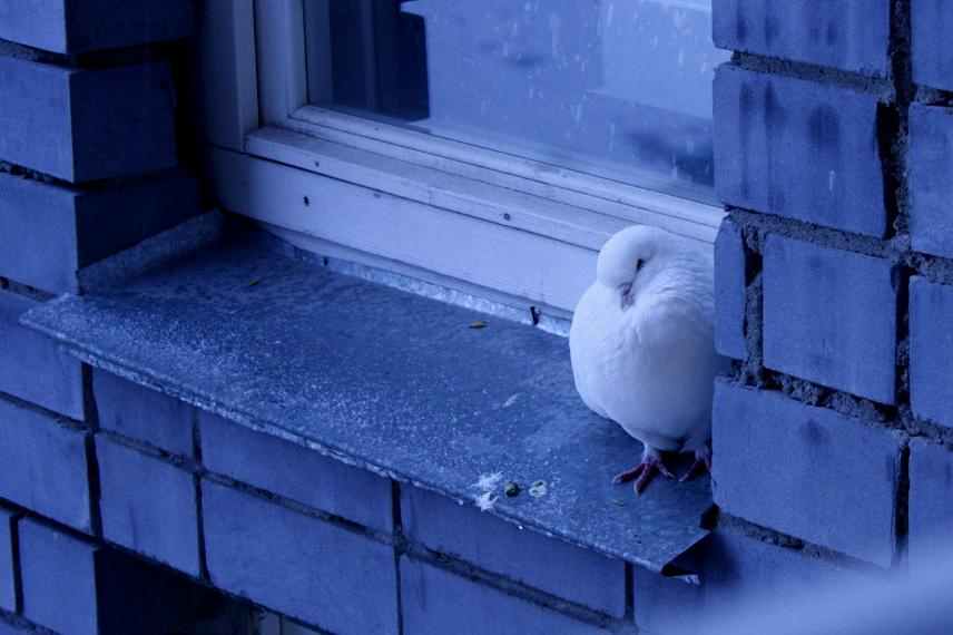 К чему снится голубь в окне. Голубь на карнизе. Голубь на подоконнике. Птица на подоконнике. Одинокий голубь.