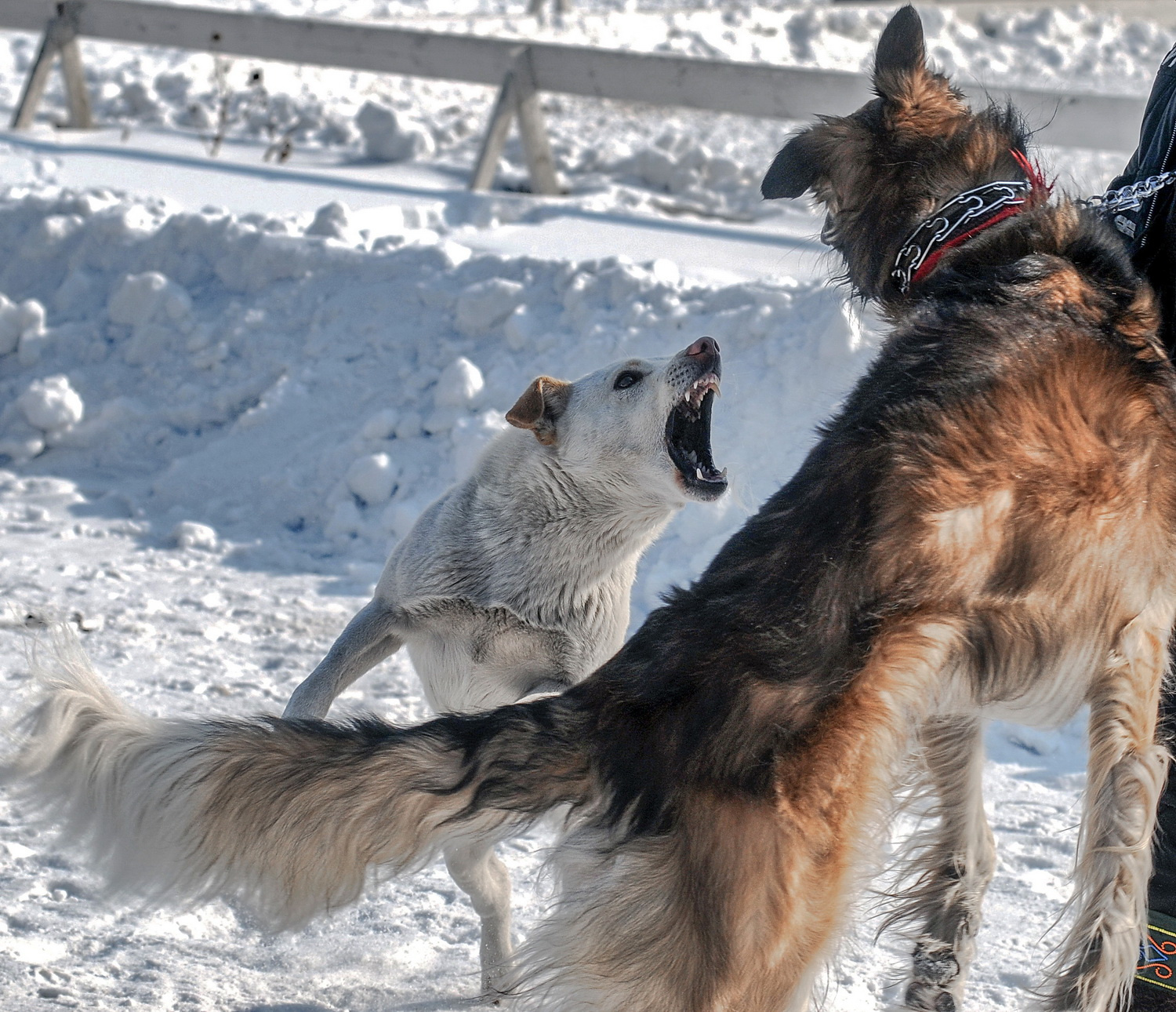 Здорово, братишка! Фото животных Собаки конфликт зима