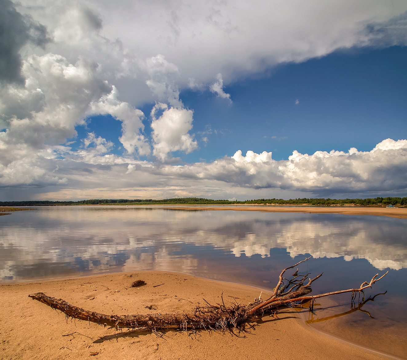 Коряга. Вычегда коряга река песок пляж небо облака отражение