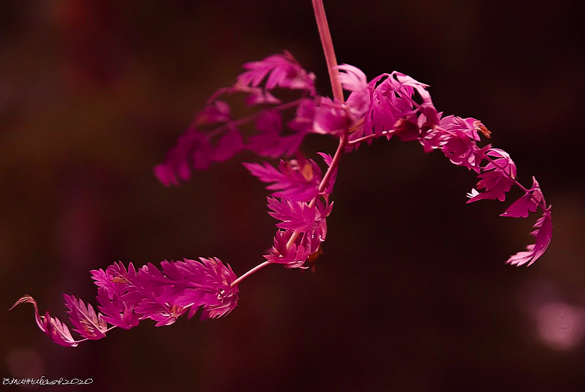 Фиолет осень растения