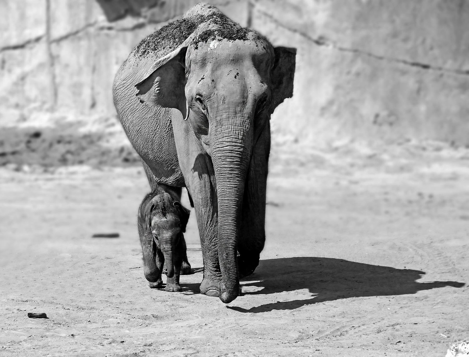 Слон и моська 