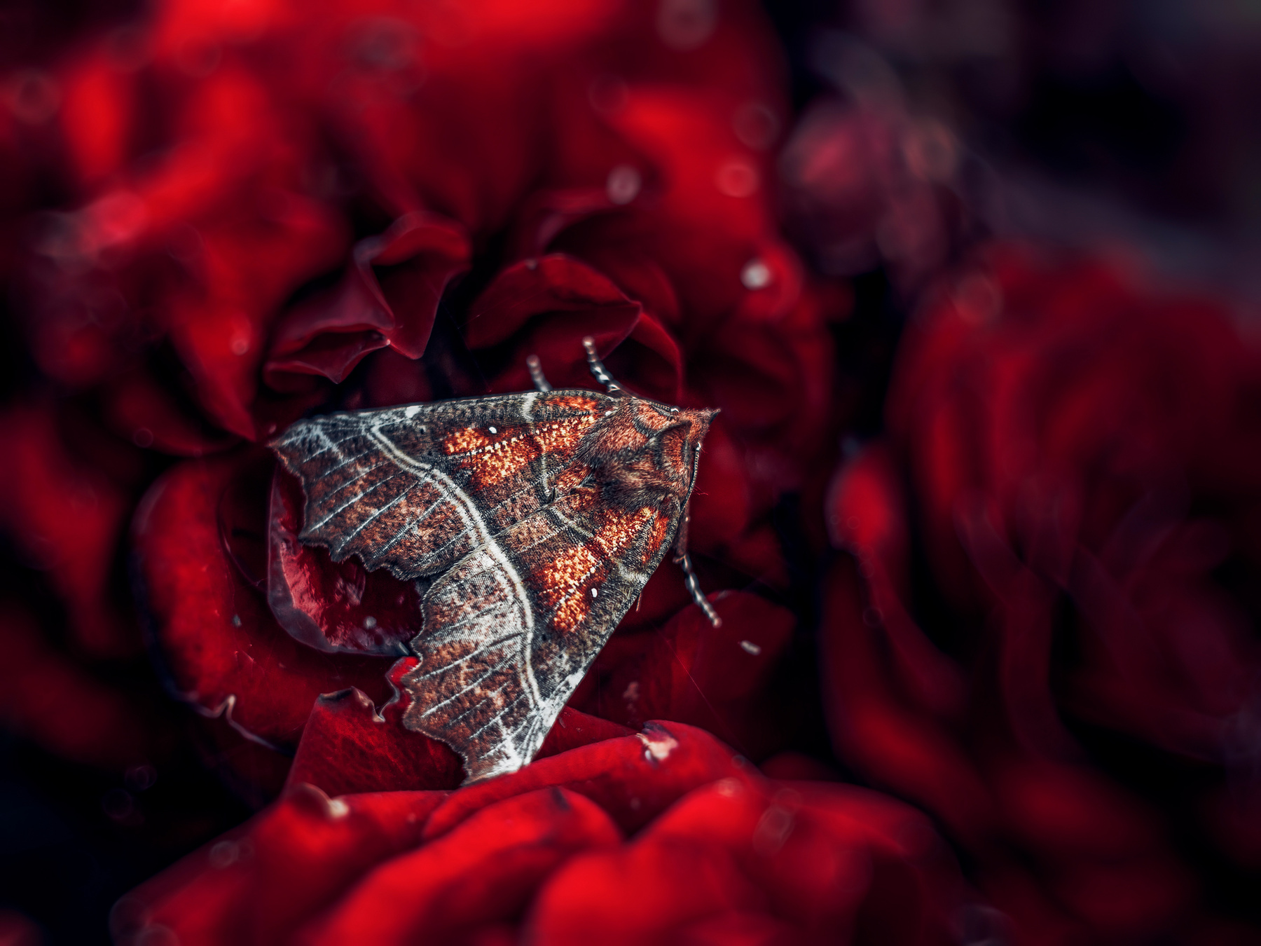 Фламенко макро бабочка мотылек цветок природа роза