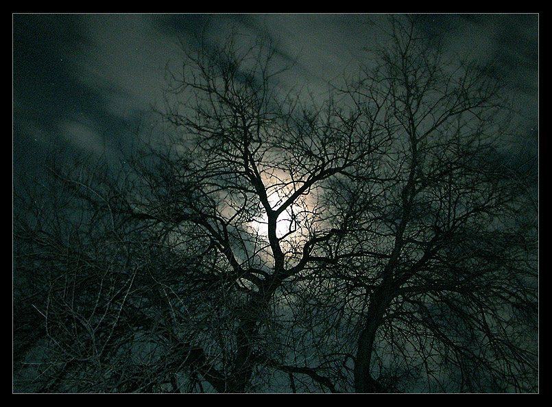 Ночь ночь лунный свет деревья