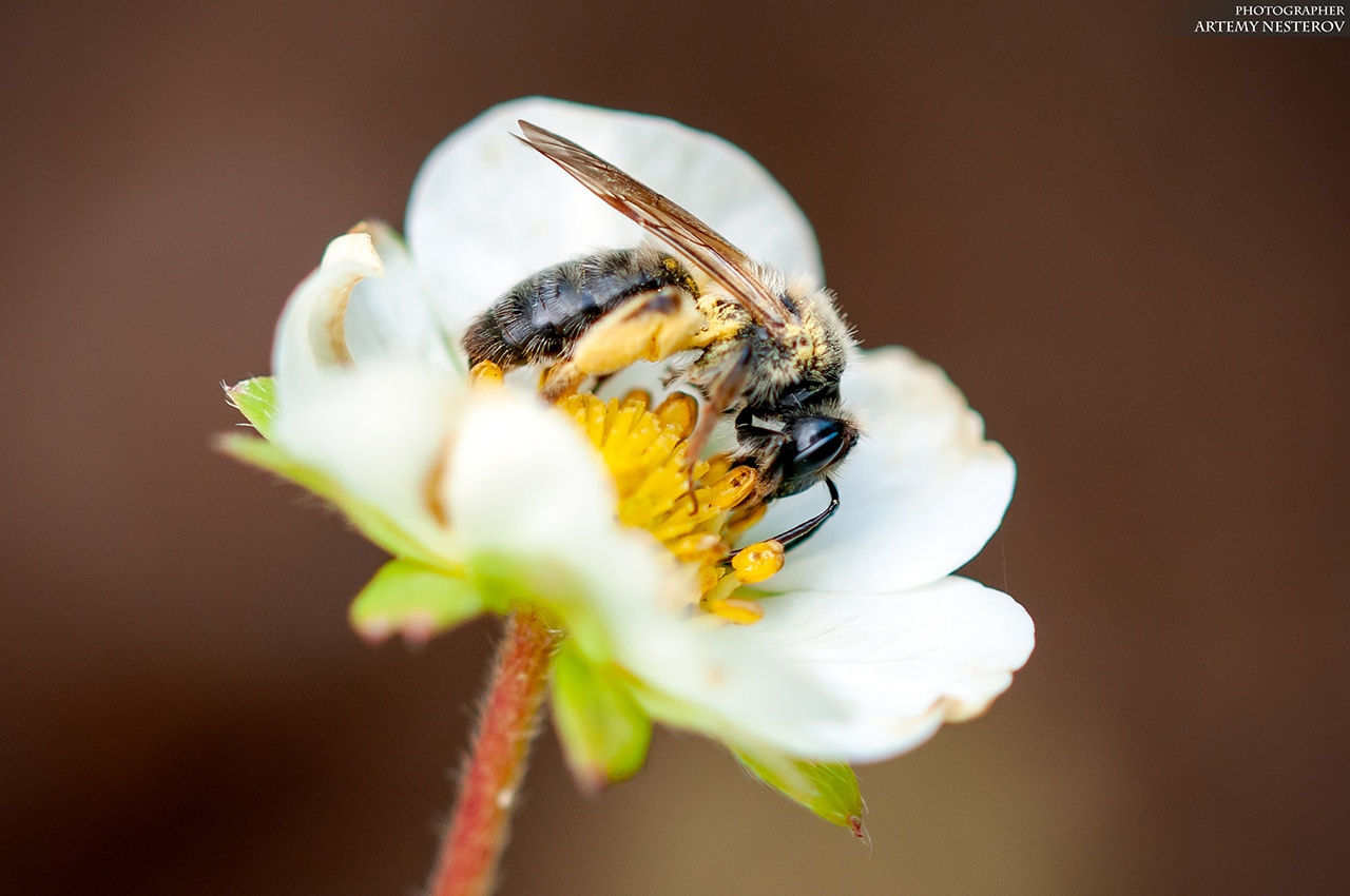 Среднерусская пчела (Apis mellifera) 