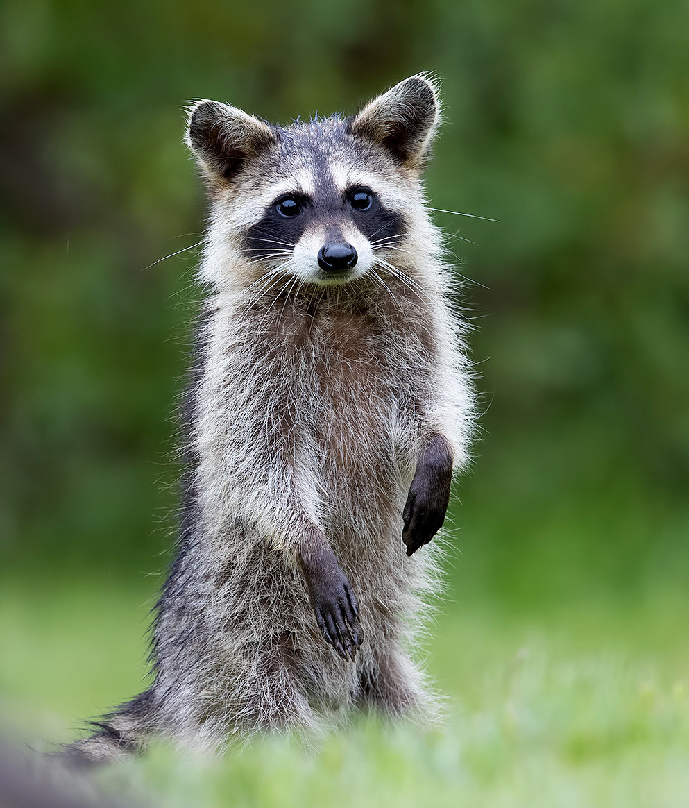 Енот-полоскун -Raccoon 